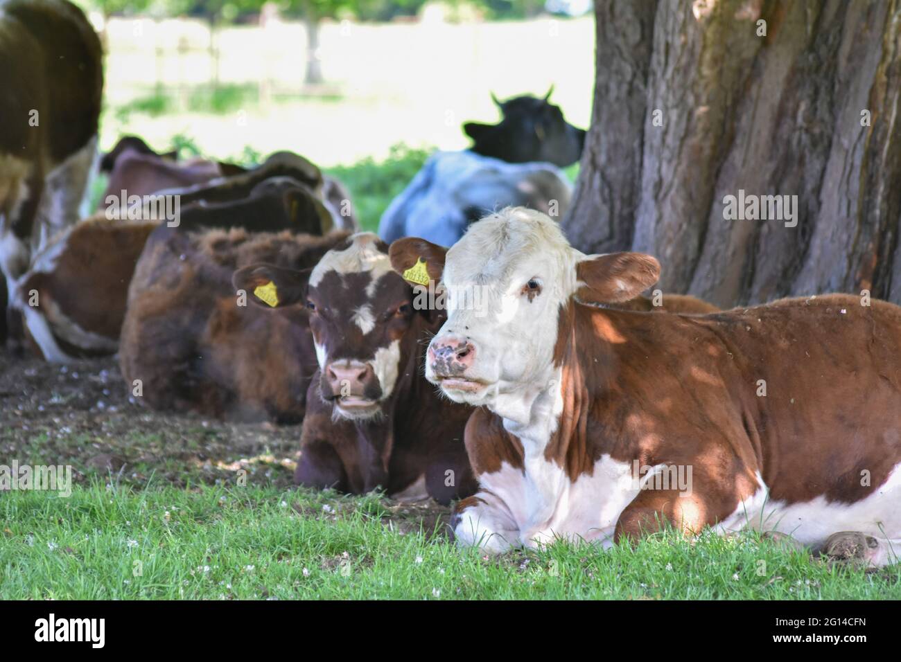 Belle campagne du Shropshire avec des vaches et des Deers profitant du soleil, Banque D'Images