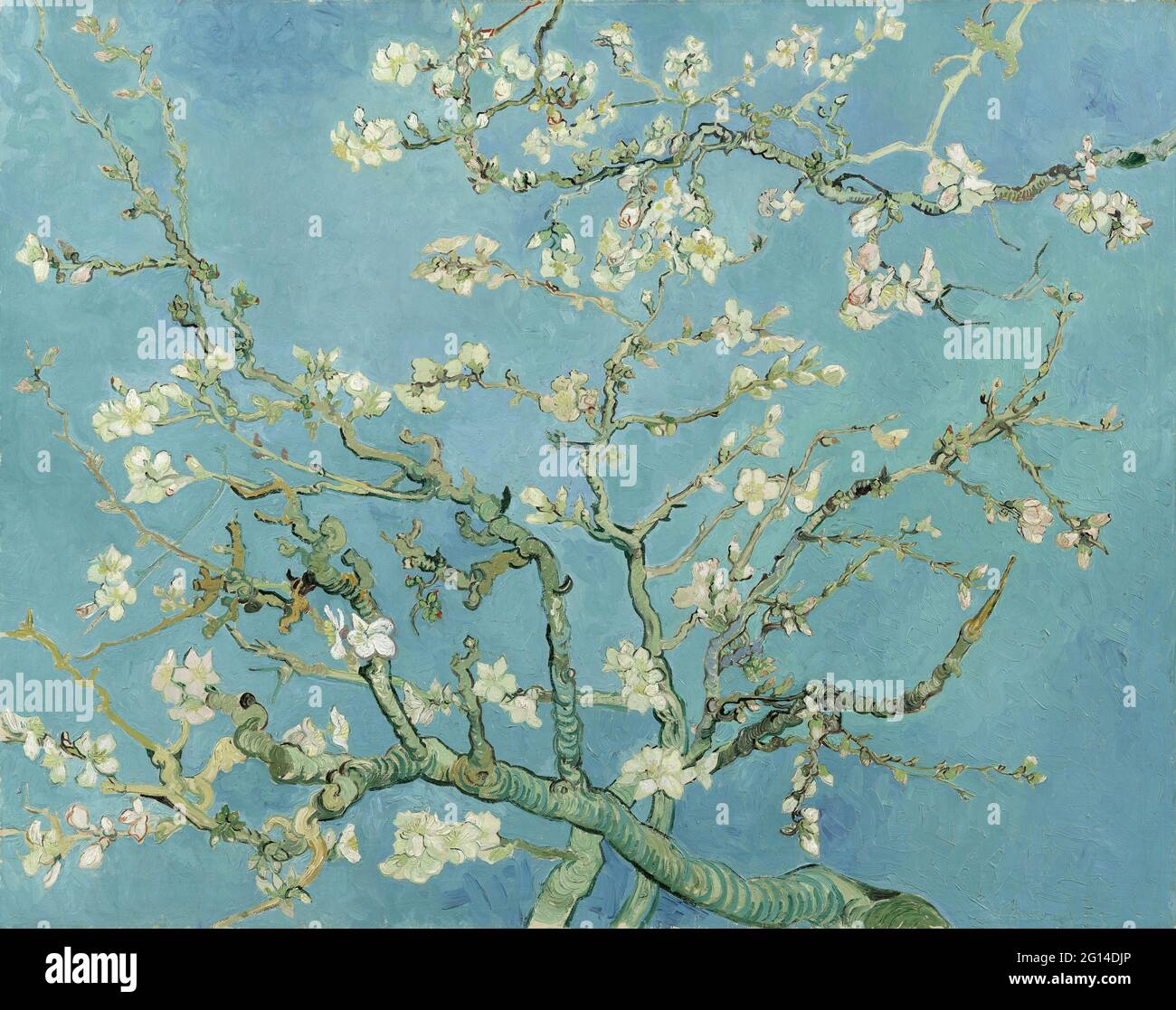 Vincent Van Gogh - Almond Blossom Banque D'Images