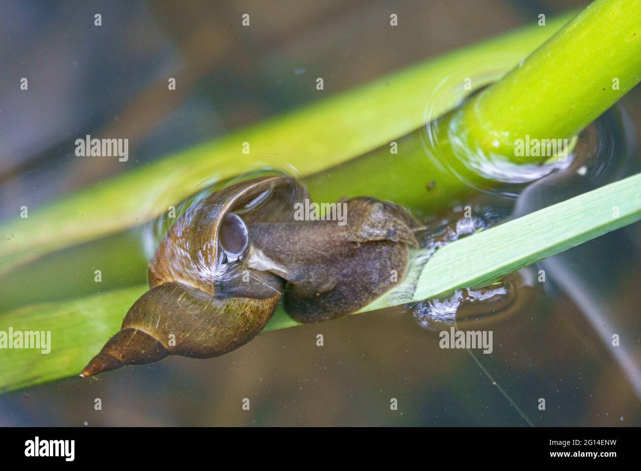un escargot d'eau rampant le long d'un roseau sous l'eau Banque D'Images