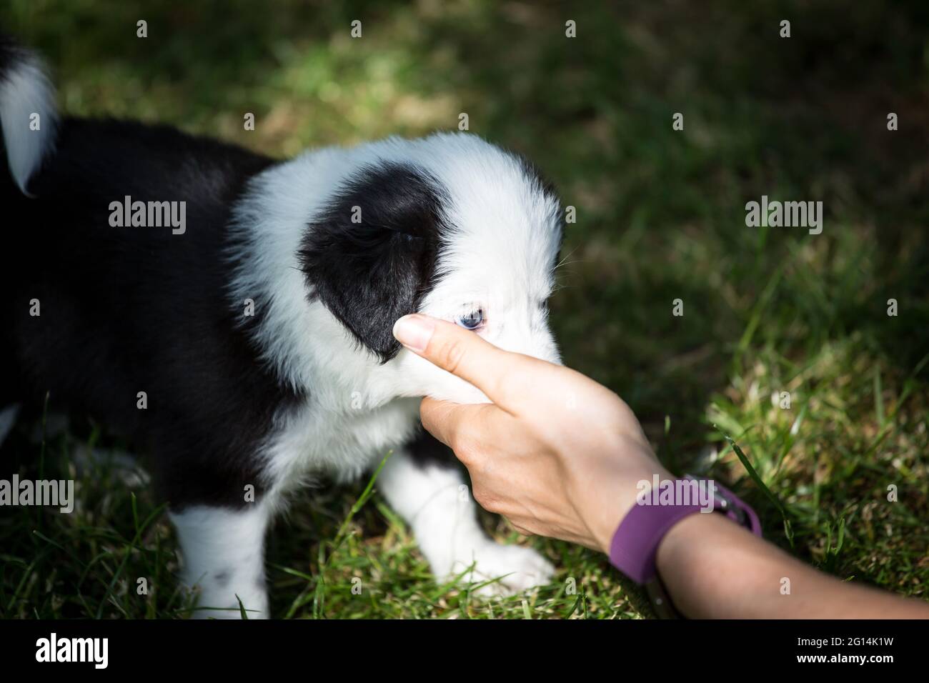 Border Collie chiot mord joueur dans les mains Banque D'Images