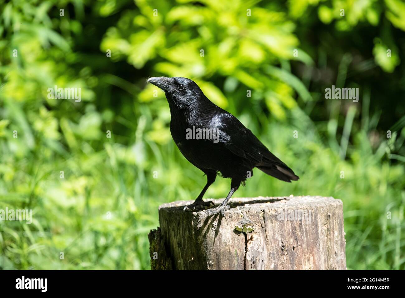 Carrion Crow Corvus corone gros plan et perching sur une souche d'arbre dans les bois d'été montrant tous les plumage noirs grand bec et chunky corps Banque D'Images