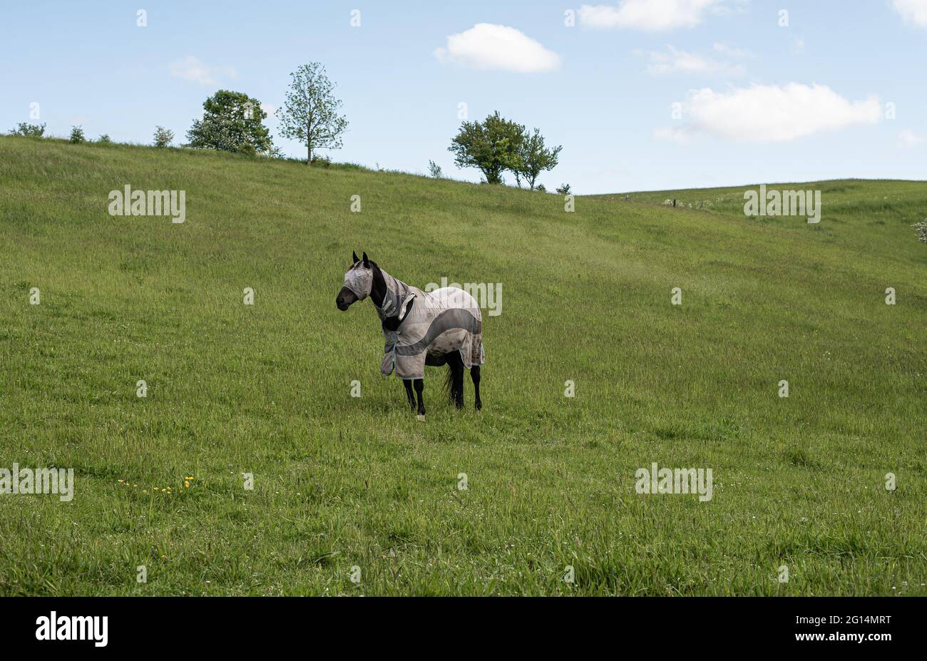 Cheval avec sa tête aveuglée contre les insectes et une couverture de cheval debout sur un pâturage vert sous l'horizon bleu, Danemark, 2 juin 2021 Banque D'Images