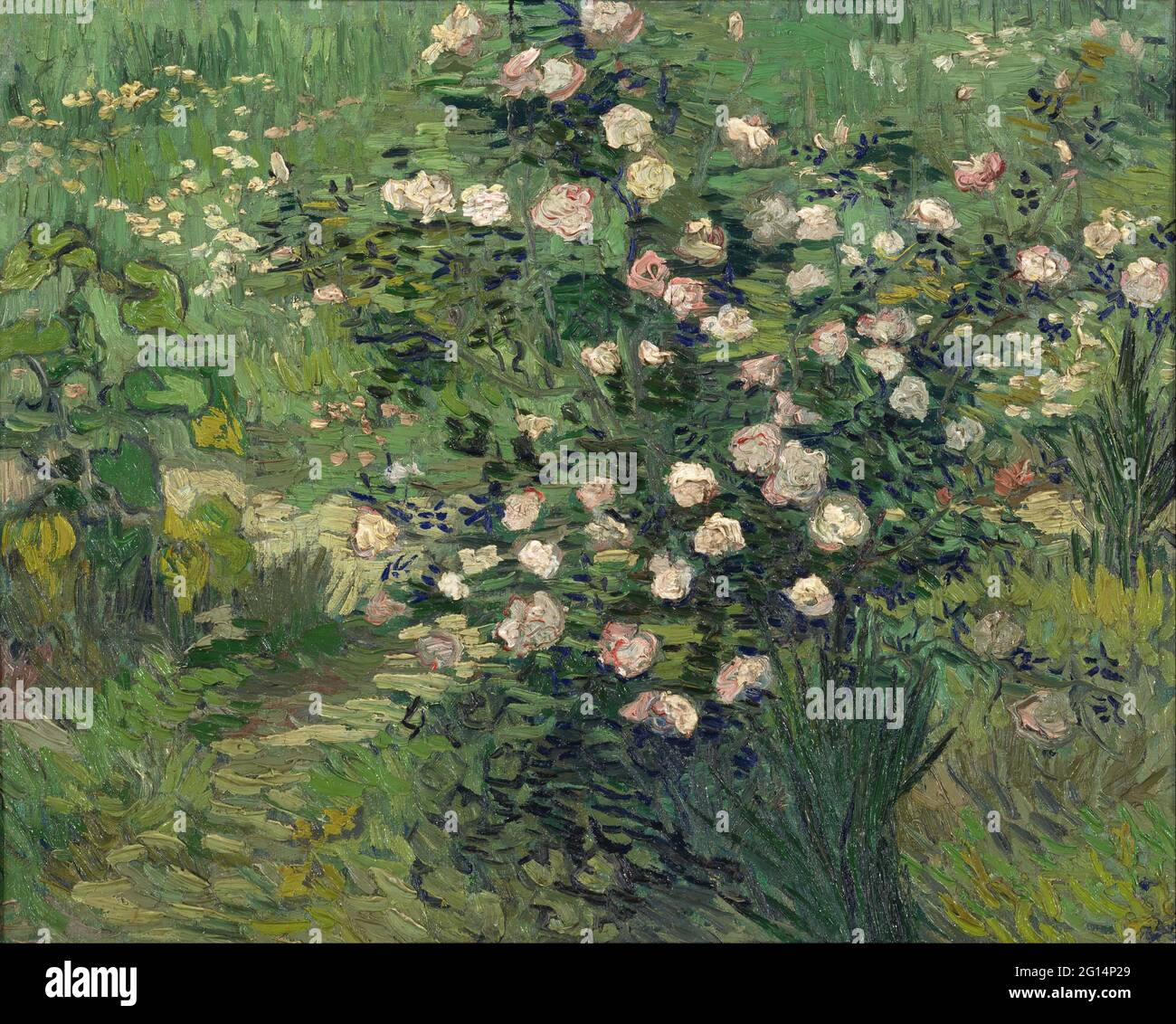 Vincent van Gogh - Roses Banque D'Images