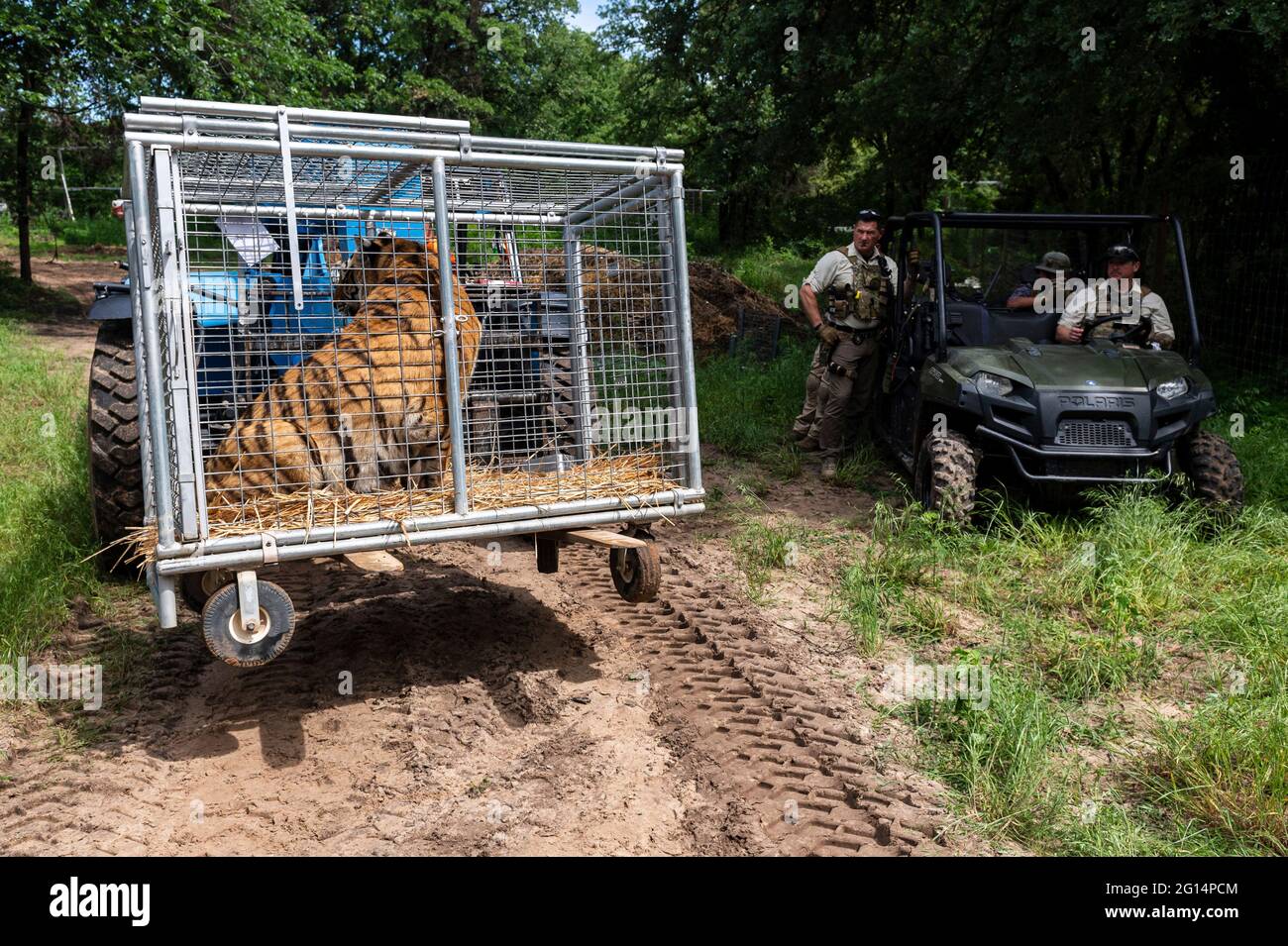 Les Marshals américains saisissent 68 otaries, tigres, hybrides de tigre-lion protégés et une jaguar de Jeffrey et Lauren Lowe Tiger King Park le 17 mai 2021 à Thackerville, Oklahoma. Le parc, qui appartenait auparavant au roi du tigre, Joe Exotic, a été saisi pour avoir enfreint la Loi sur les espèces en voie de disparition. Banque D'Images