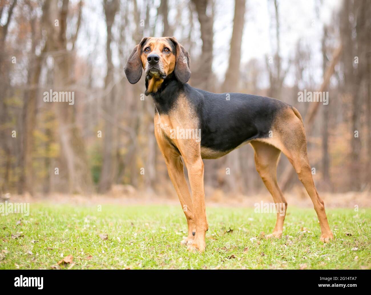 Un chien de CoonDog rouge et noir debout à l'extérieur Banque D'Images