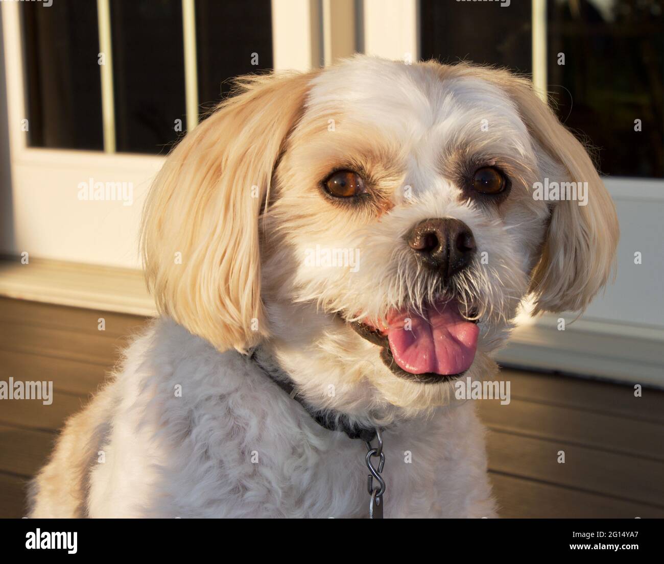 le meilleur chiot de tous les temps Banque D'Images