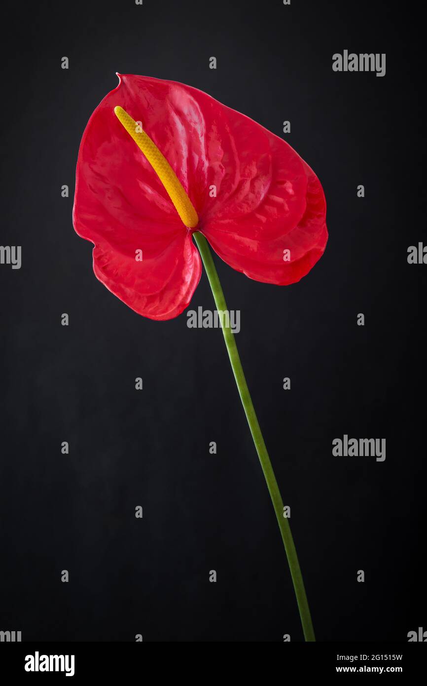 Gros plan d'anthurium ou de lacéleaf rouge vif avec longue tige isolée sur fond noir. Vie sombre et espace vide pour le texte Banque D'Images