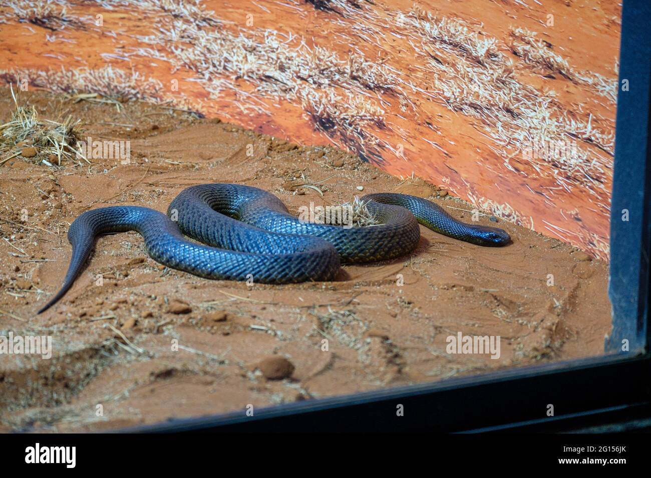 Une journée au Zoo de l'Australie Banque D'Images