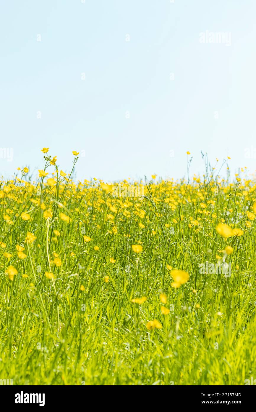 Champ avec de l'herbe verte longue et luxuriante en été avec des buttercups, ciel bleu vif au-dessus de l'horizon. Banque D'Images