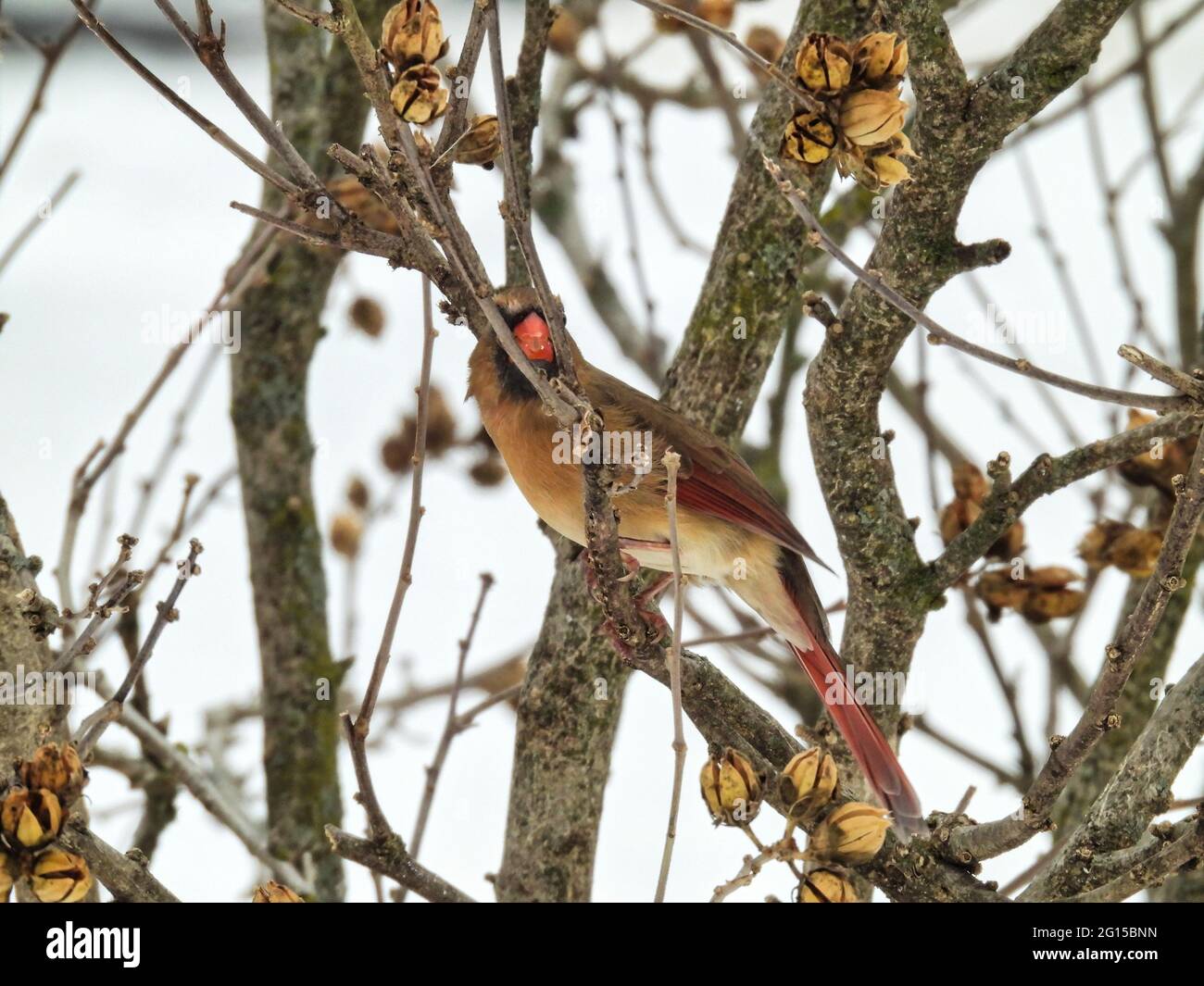 Cardinal sur une branche : une femelle d'oiseau cardinal du Nord est assise sur une branche qui colle son bec entre deux branches lors d'une journée froide d'hiver dans un brun brillant Banque D'Images