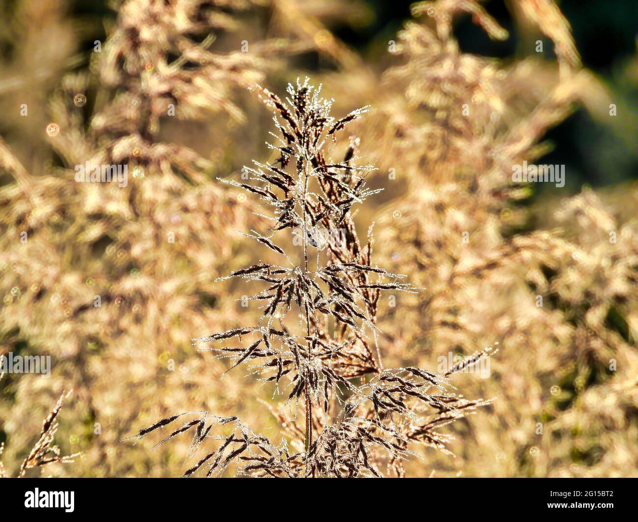 Gros plan Macro de l'herbe à roseaux avec des gouttelettes de rosée du matin: Un matin d'été révèle des gouttelettes de rosée reflétant le soleil sur les lames de l'herbe à roseaux avec plus de roseaux Banque D'Images