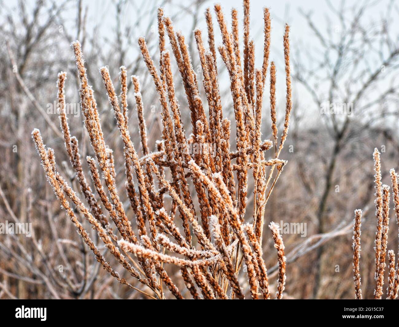 Roseaux dans la neige: Le givre se forme sur ces roseaux bruns dans un champ au début de l'hiver matin formant des cristaux de glace doux contre le roseaux bruns Banque D'Images