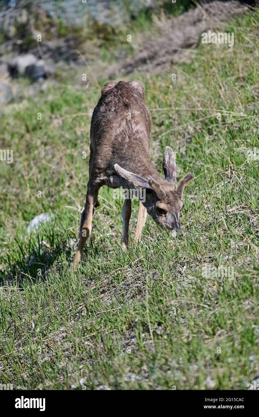 Cerf mulet (Odocoileus hemionus), Vermillion Lakes, Banff (Alberta), Canada Banque D'Images