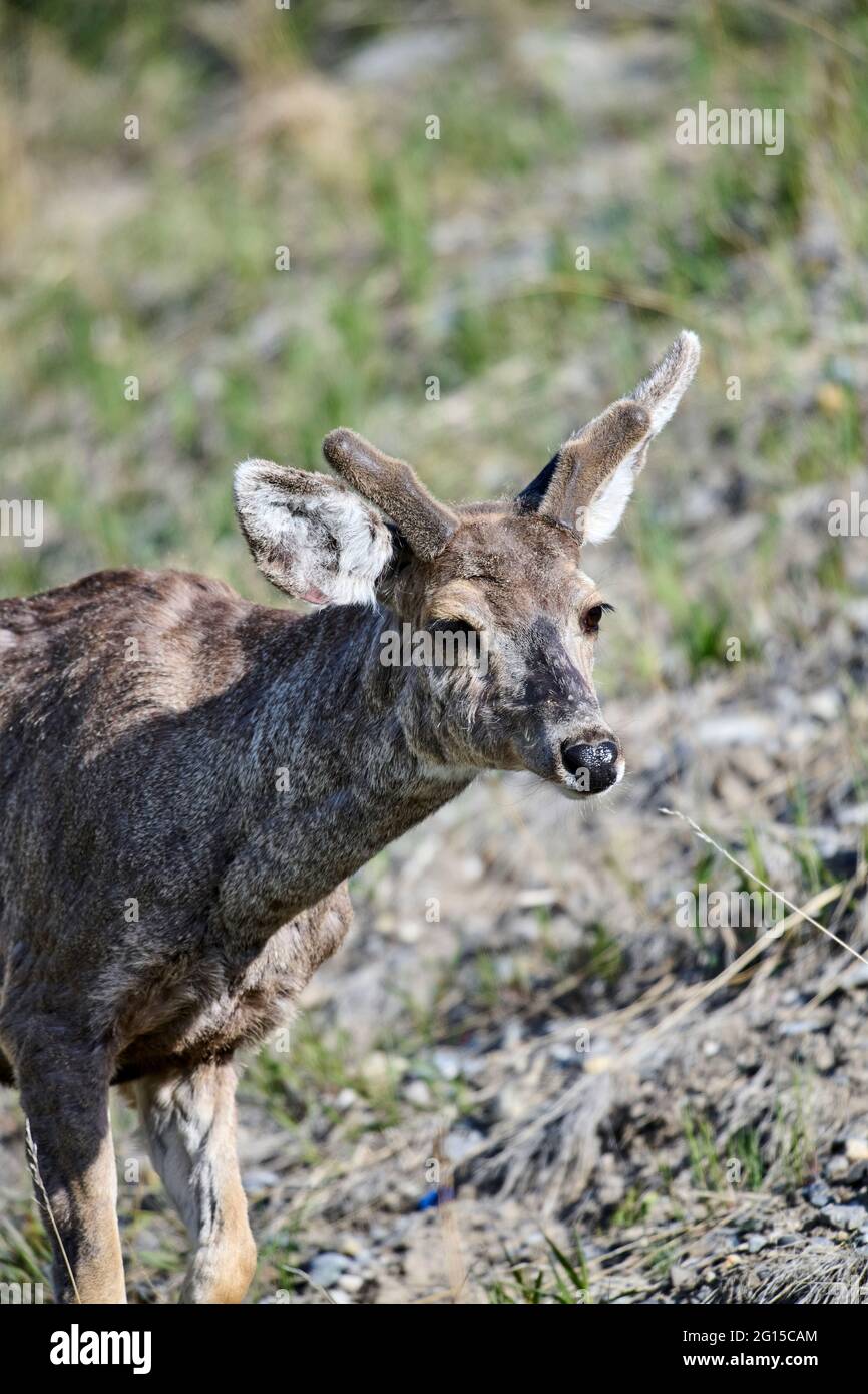 Cerf mulet (Odocoileus hemionus), Vermillion Lakes, Banff (Alberta), Canada Banque D'Images