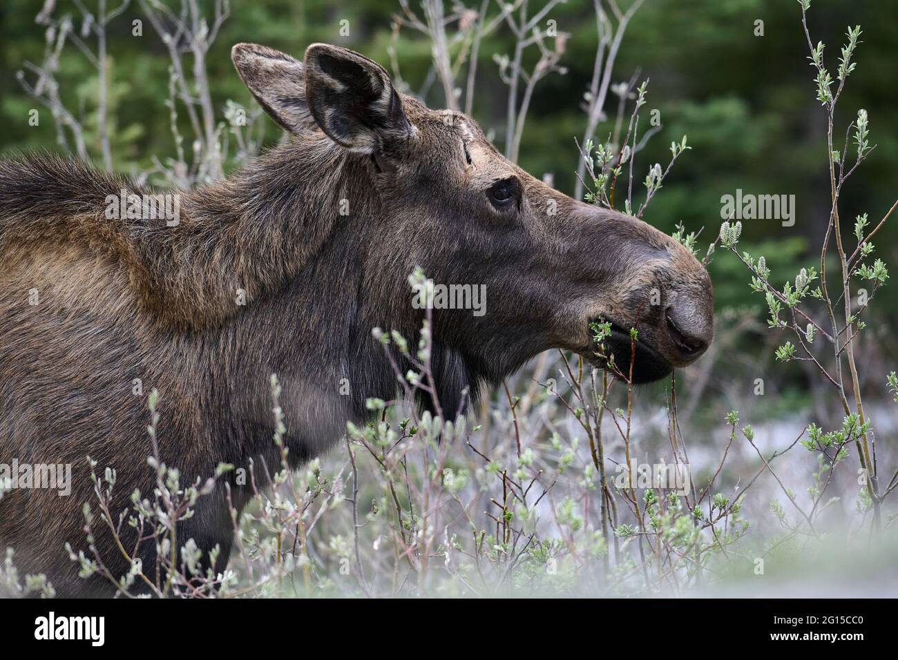 Orignal (Alces americanus) se nourrissant de pousses de saule, parc provincial Peter Lougheed, pays Kananaskis, Alberta, Canada Banque D'Images