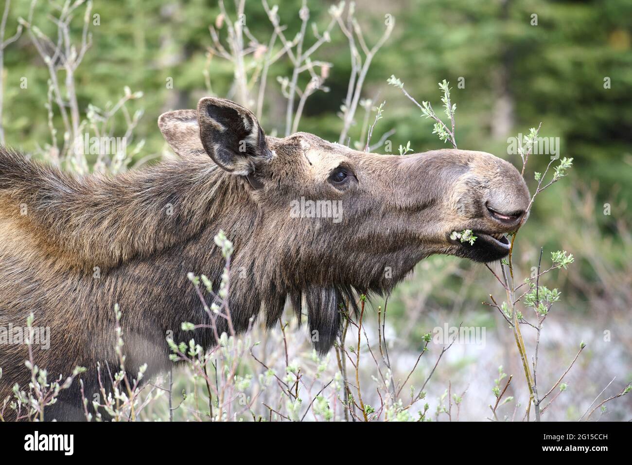 Orignal (Alces americanus) se nourrissant de pousses de saule, parc provincial Peter Lougheed, pays Kananaskis, Alberta, Canada Banque D'Images