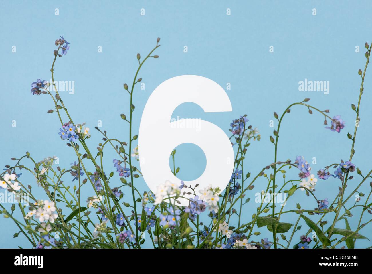 Numéro six parmi les fleurs bleues sur fond bleu. Concept anniversaire, anniversaire, jubilé. Pour les cartes d'invitation, de voeux ou de décoration. Banque D'Images