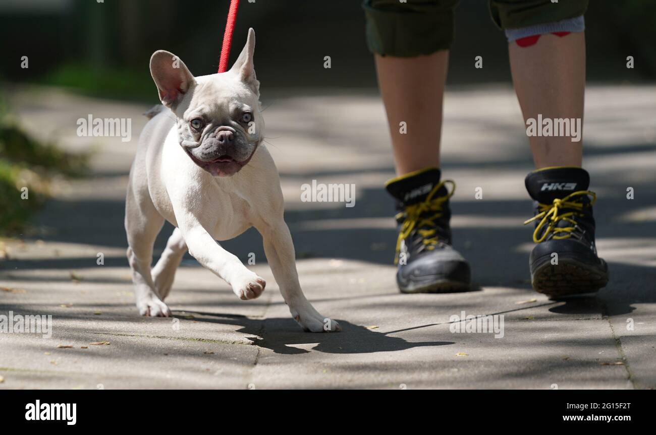 Hambourg, Allemagne. 04e juin 2021. Charly, un bulldog français de six  mois, se promène dans le parc du refuge avec un gardien d'animaux. Charly a  été acheté sur le marché en ligne