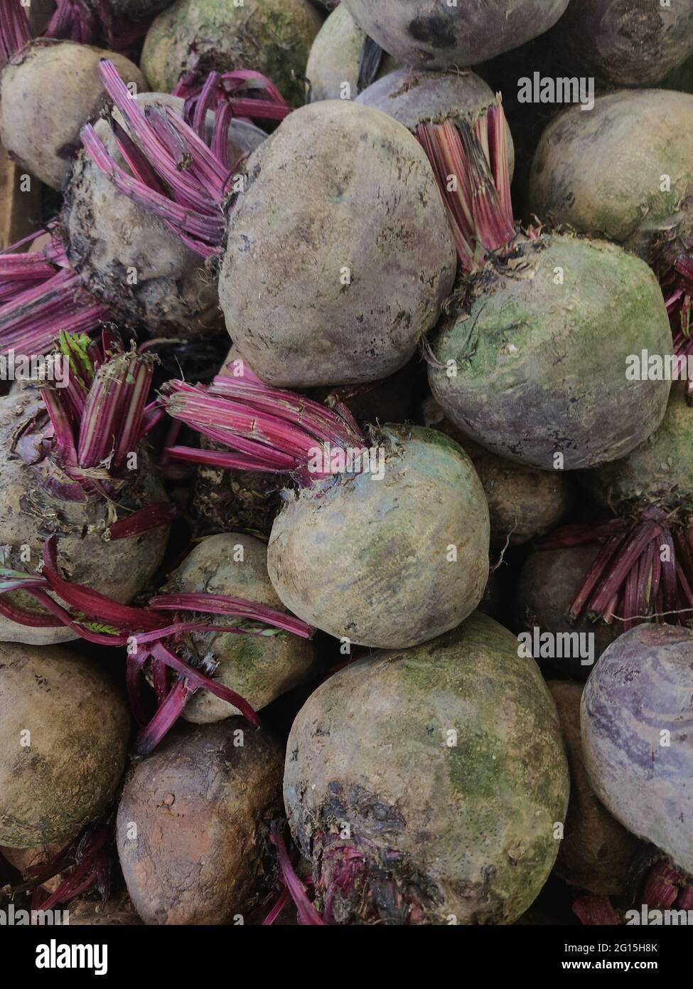 La betterave (Beta vulgaris) est un légume de racine également connu sous le nom de betterave rouge, betterave de table, betterave de jardin, ou juste betterave. Riche en nutriments essentiels. Banque D'Images