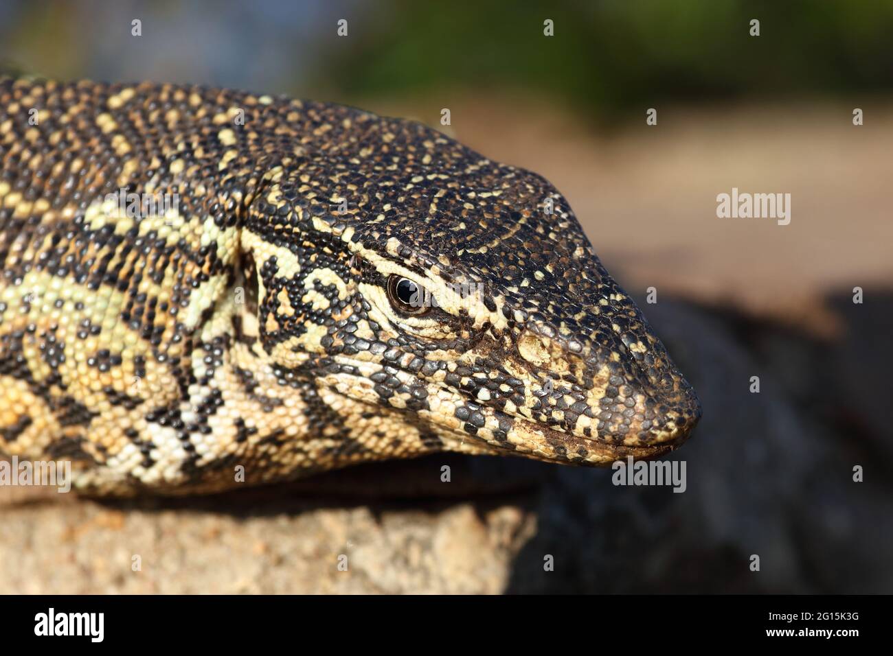 Nilwaran / surveillance du Nil / Varanus niloticus Banque D'Images