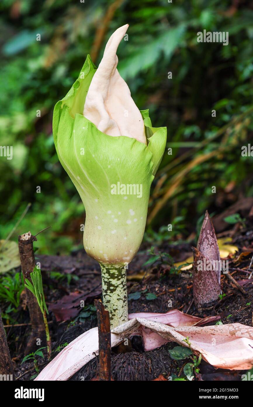 La fleur de l'Amorphophallus prainii aussi appelé Voodoo Lily sur le point de fleurir dans une forêt tropicale Banque D'Images
