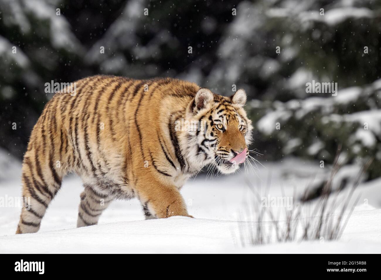 Le tigre d'Ussuri marche dans la neige au bord de la forêt. Banque D'Images