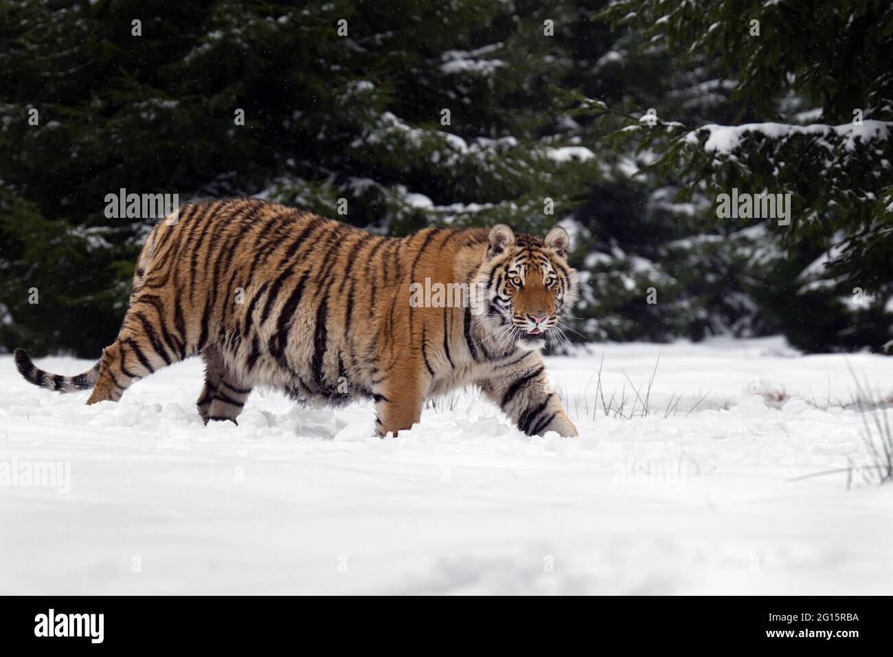 Le tigre d'Ussuri marche dans la neige au bord de la forêt. Banque D'Images