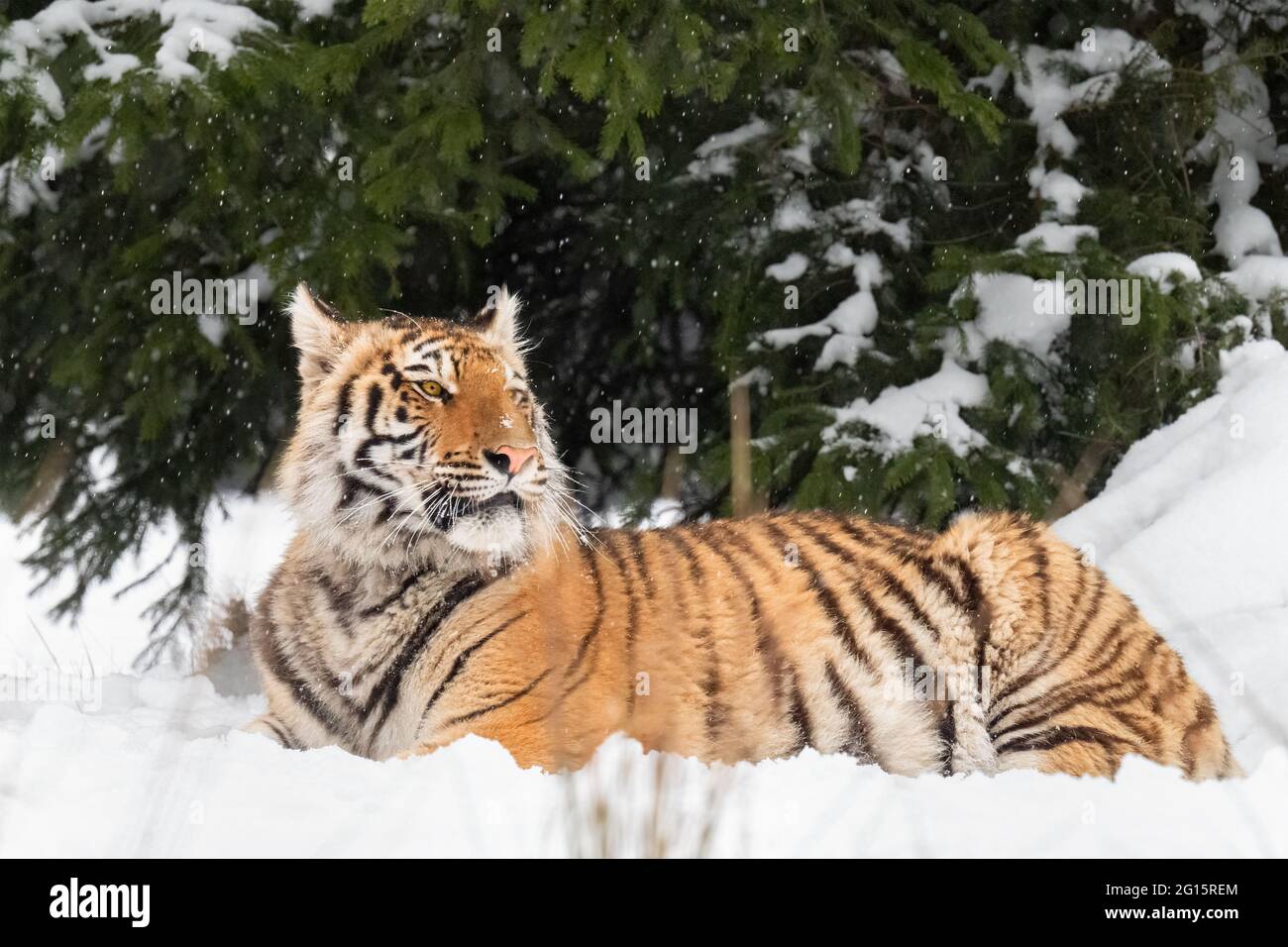 Le tigre d'Ussuri se trouve dans la neige près de la forêt. Banque D'Images