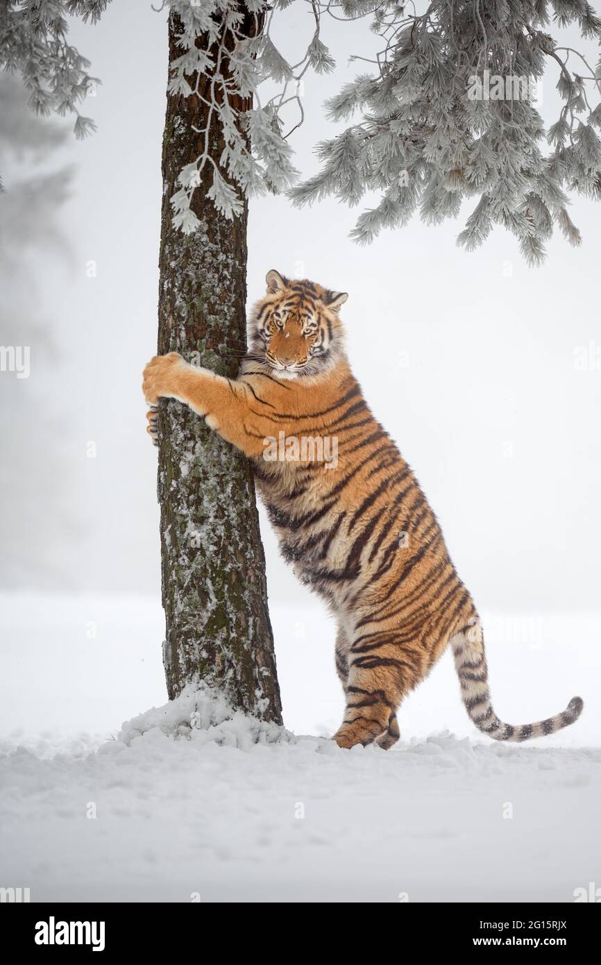 Le tigre d'Ussuri grind ses griffes sur le bord de la forêt contre un arbre. Banque D'Images