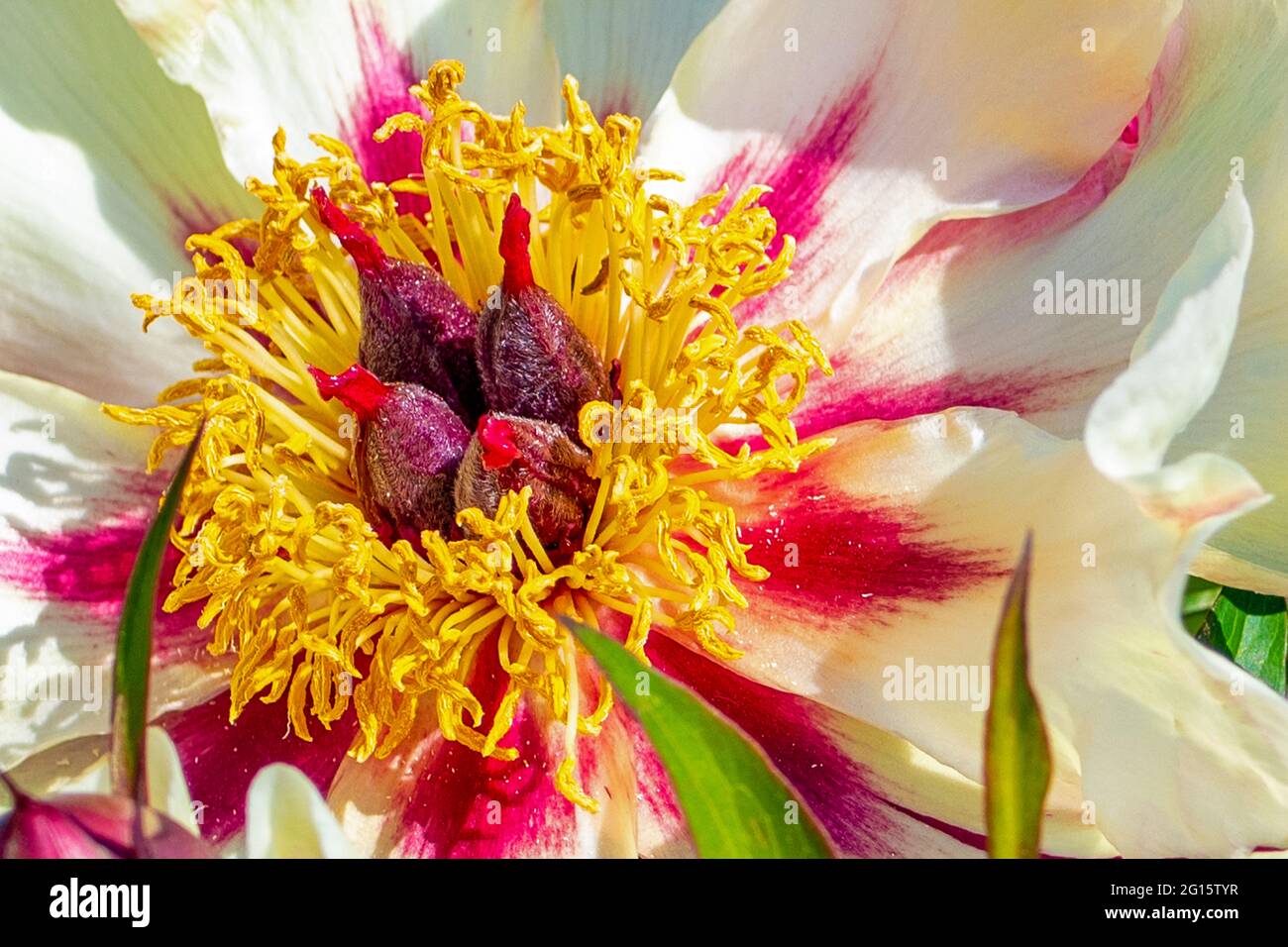 Superbes couleurs et formes à l'intérieur de la tête de fleur de pivoine Banque D'Images