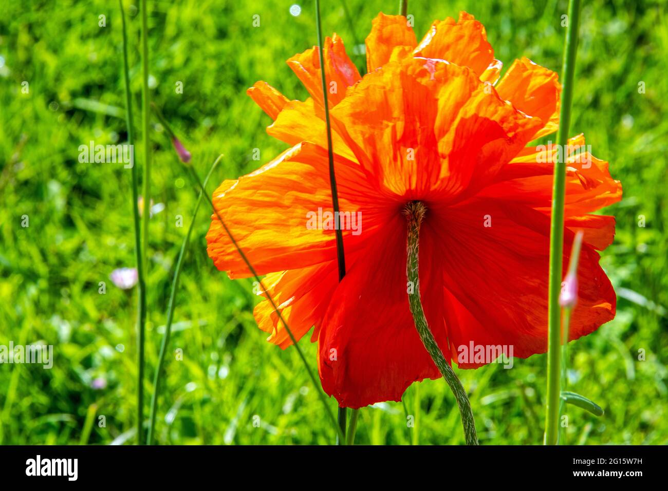 Vue arrière d'une fleur de pavot de couleur orange aux couleurs fluorescentes Banque D'Images