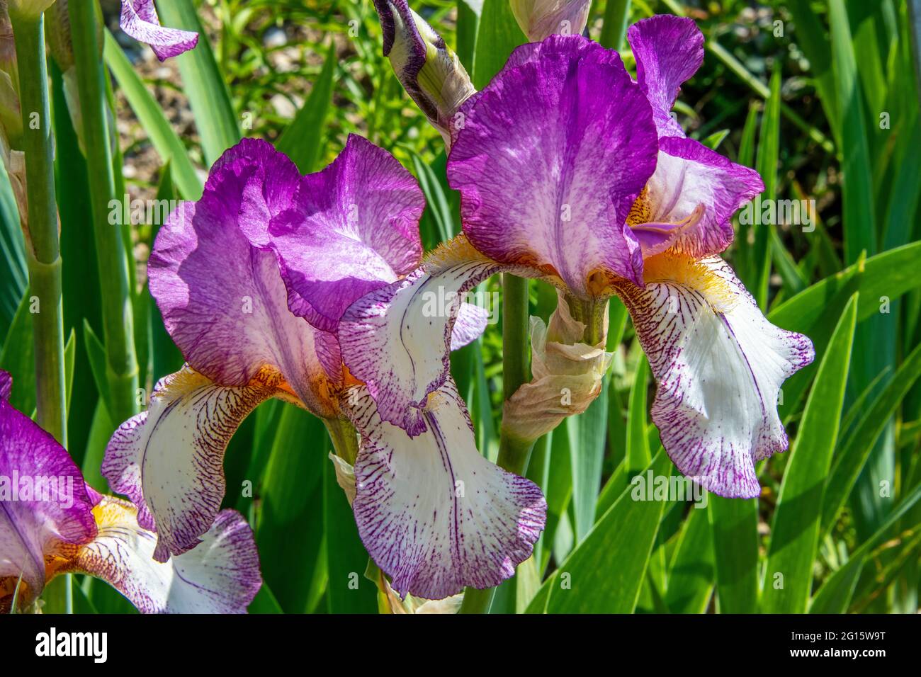 vue proche des têtes de fleurs de l'iris avec des pétales blancs et de couleur lila et des graines jaunes Banque D'Images