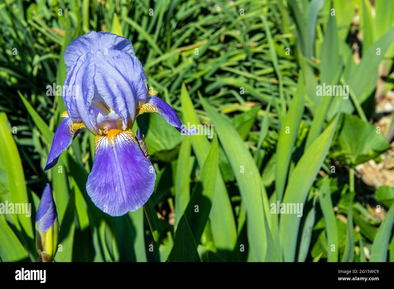 Tête de fleur d'iris colorée avec pétales de lila et graines jaunes Banque D'Images