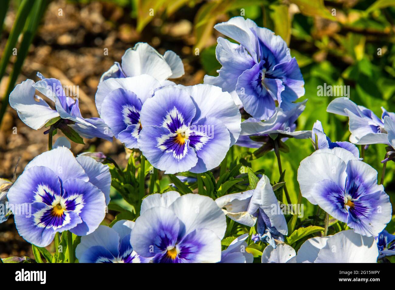les petites campanules de lila saisonnières annoncent le printemps Banque D'Images