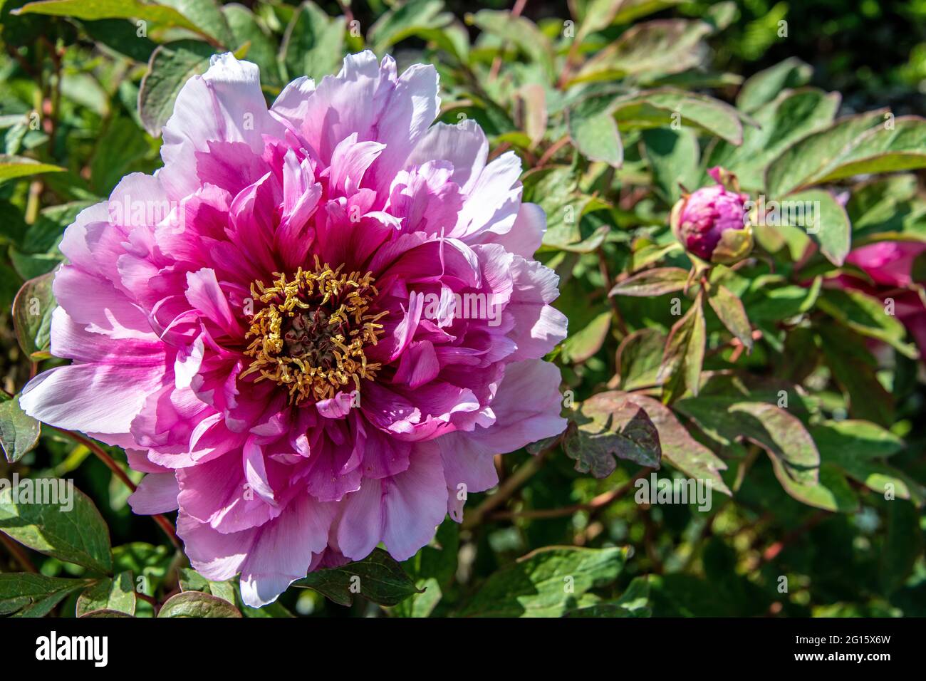 Vue ci-dessus d'une fleur ouverte d'une paeonia dans les couleurs rose et blanc Banque D'Images