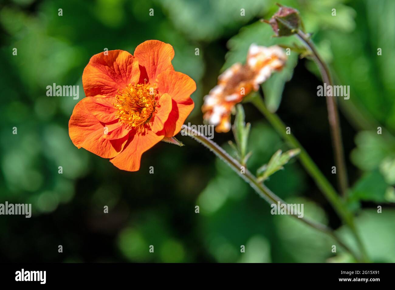 Fleur ouverte d'une fleur de pavot avec pétales, sépales, graines et tige Banque D'Images
