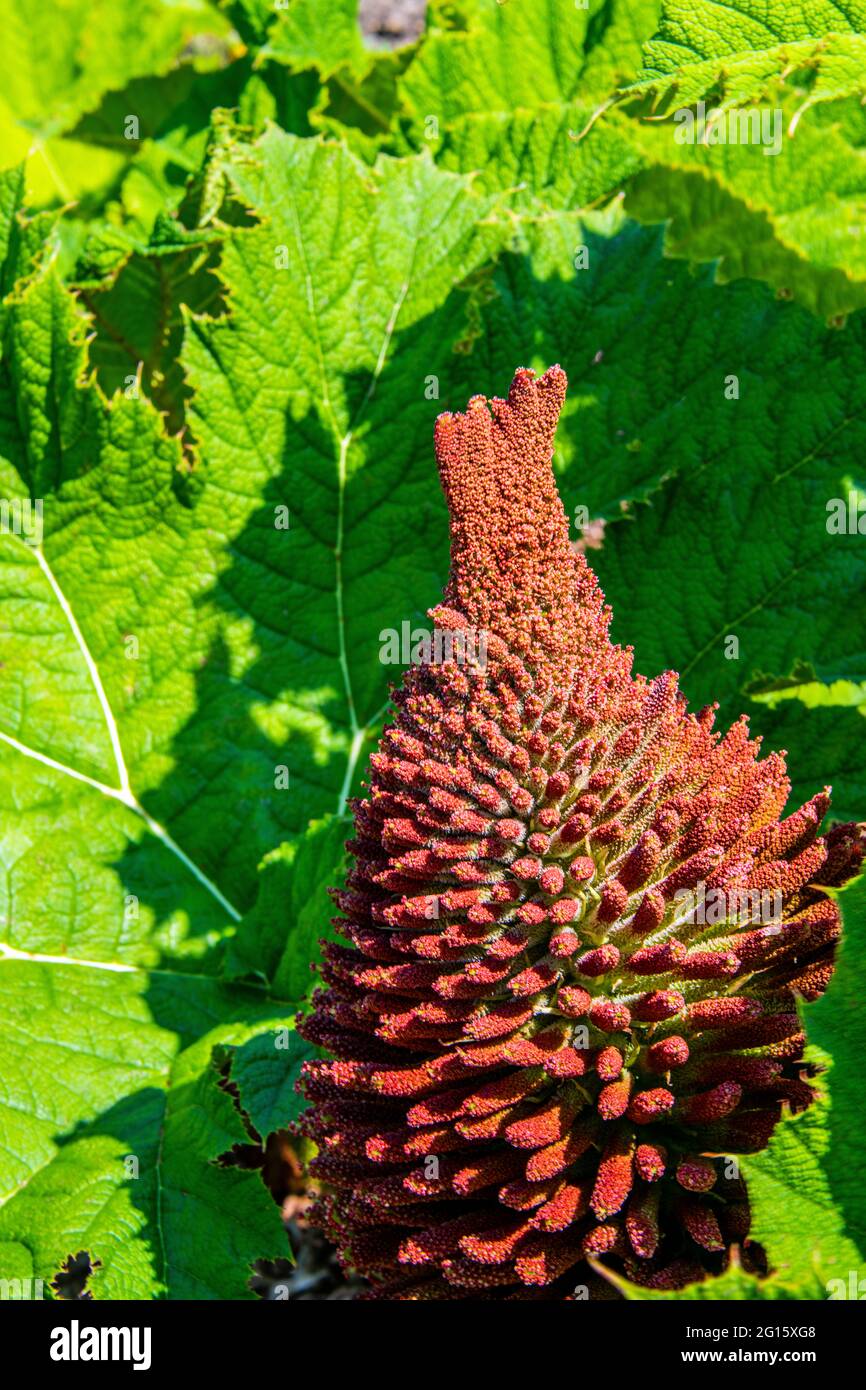 Grosse tête de fleur de gunnera de couleur rouge invitant les abeilles et les insectes Banque D'Images