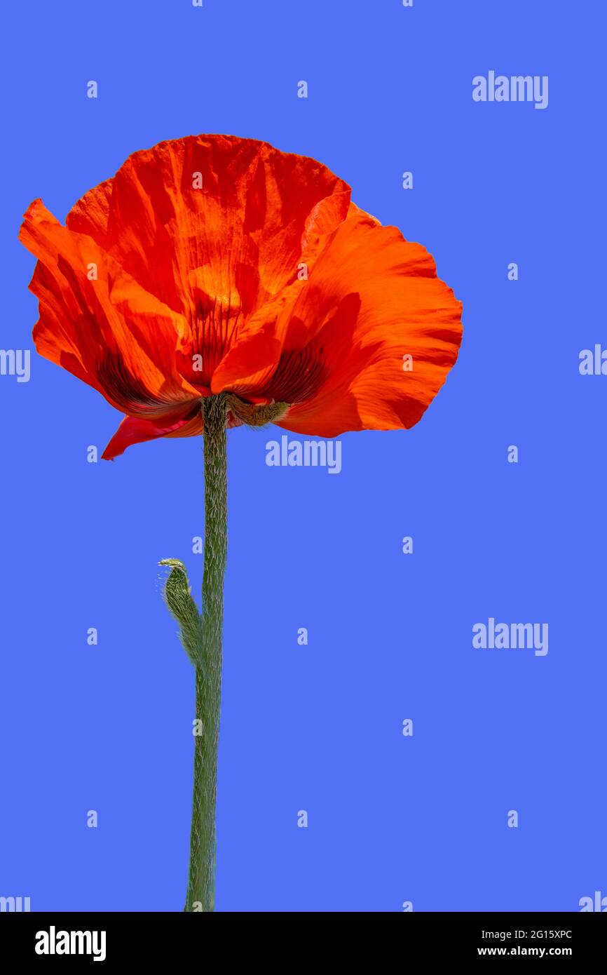 Pétales rouges fleuris d'une fleur de pavot contre le ciel bleu clair Banque D'Images