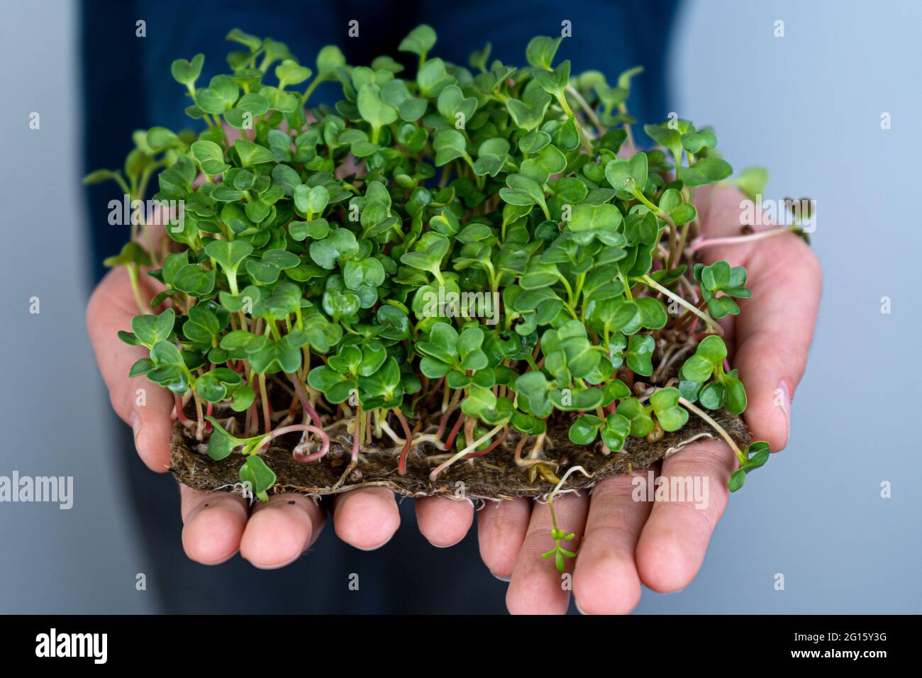 Tenez le micro-vert entre vos mains. Radis, arugula, chou et laitue. Pousses de choux. Jardinage urbain. Nourriture végétalienne biologique. Vitamines utiles. Croissance à Banque D'Images