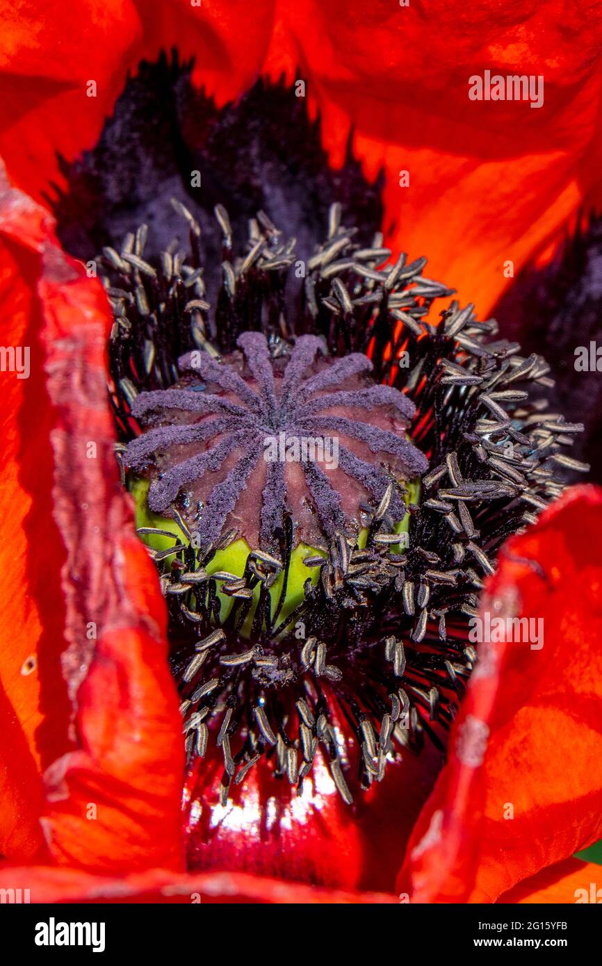 Pétales rouges fleuris, tige magenta et sépales d'une fleur de pavot Banque D'Images