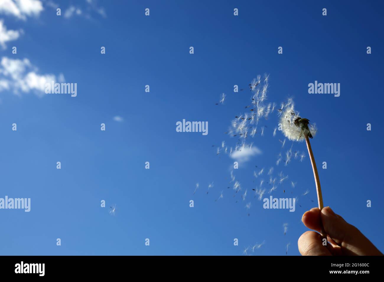 Fleurs de pissenlit étalant des graines flottantes sur le ciel bleu. Le concept de liberté, les rêves de l'avenir. Banque D'Images Fleurs de pissenlit étalant des graines flottantes sur le ciel bleu. Le concept de liberté, les rêves de l'avenir. Banque D'Images