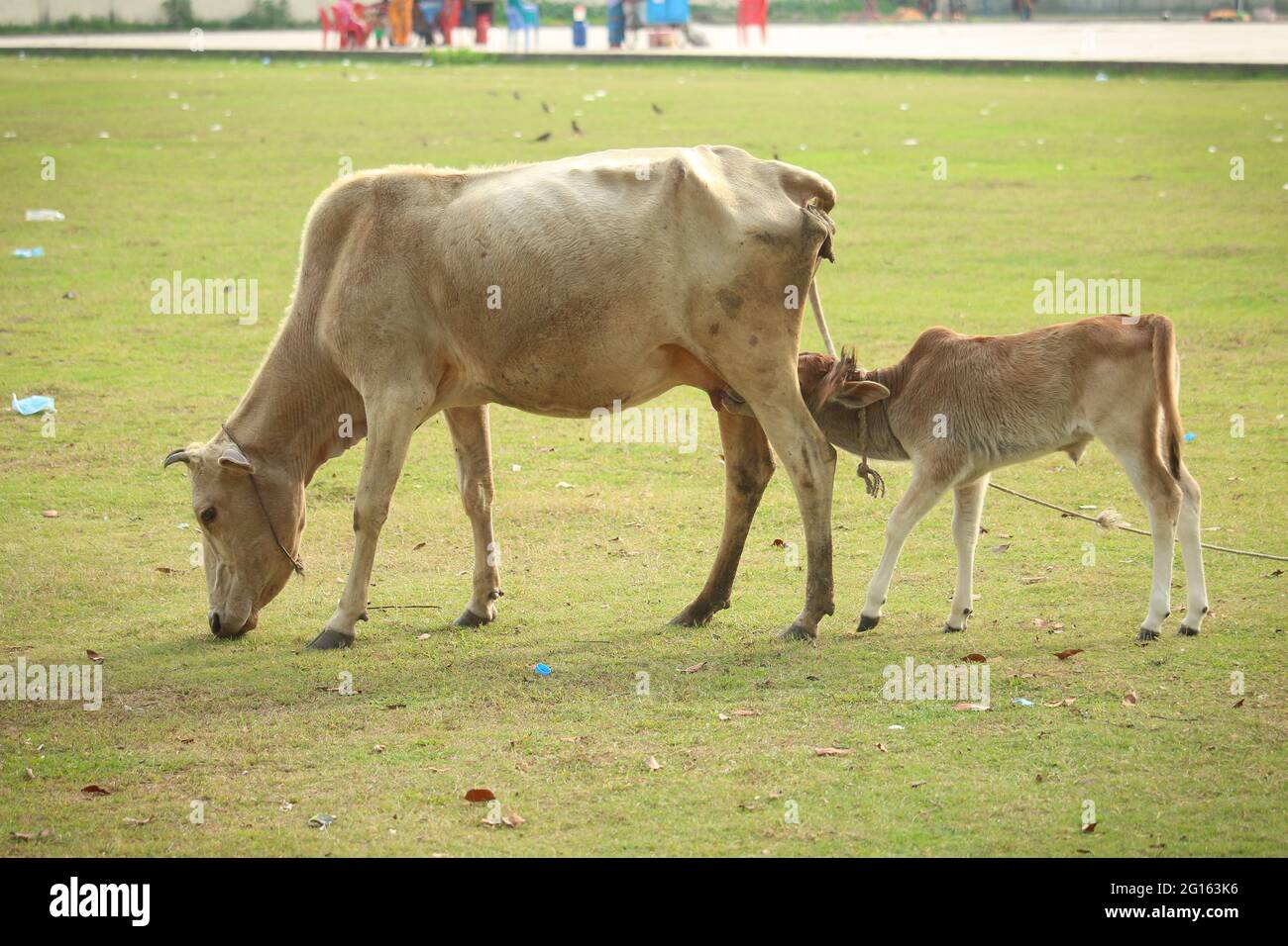 La Vache Mange De L Herbe Et Nourrit Son Bebe Dans Le Champ Ouvert Photo Stock Alamy