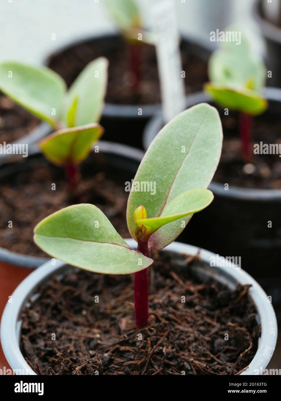 MALABAR épinards (Basella alba ruba) plantule. Banque D'Images