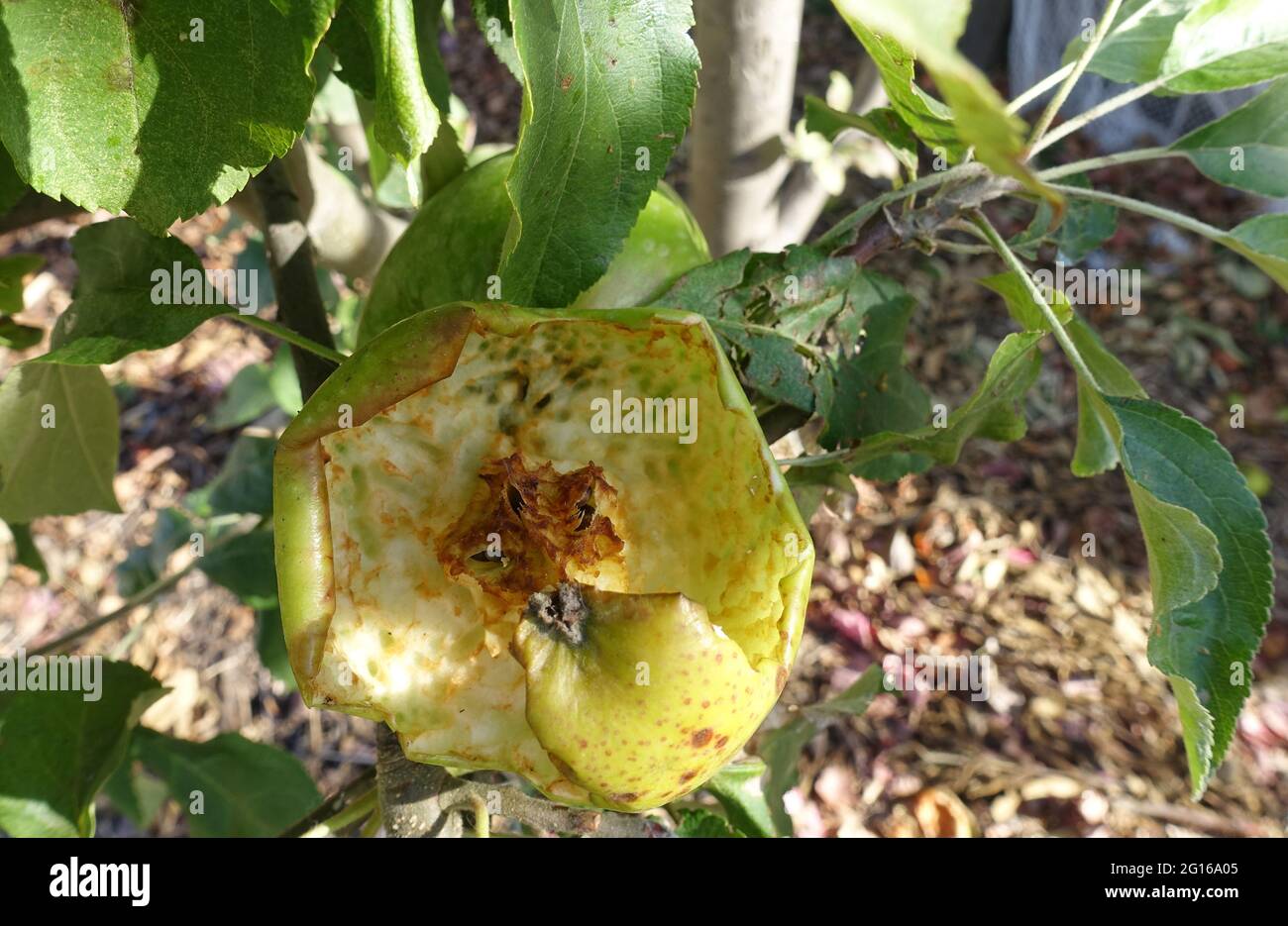 Une pomme granny smith a été creusée par des oiseaux sauvages Banque D'Images