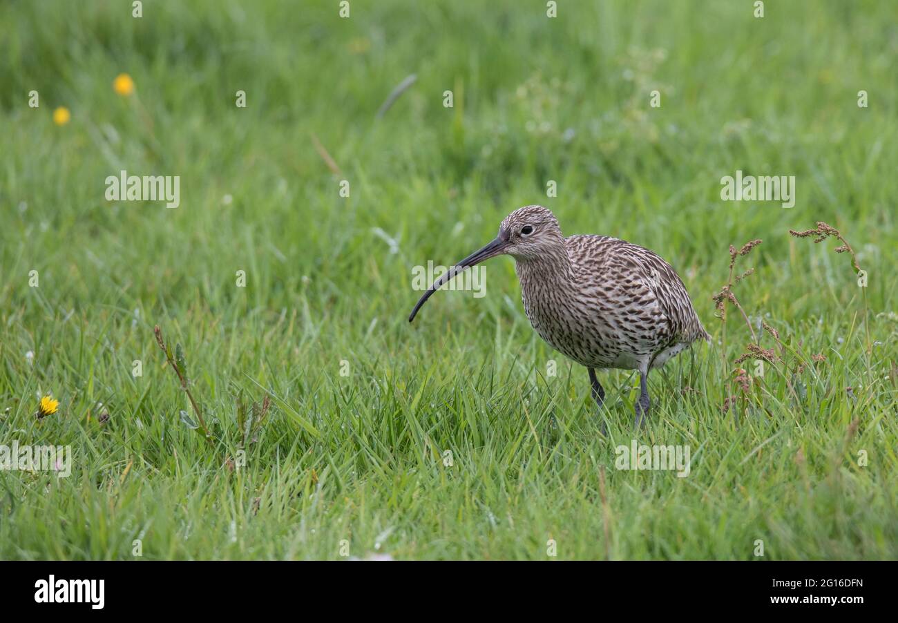 Grosser Brachvogel, Numenius arquata, Cullew eurasien Banque D'Images