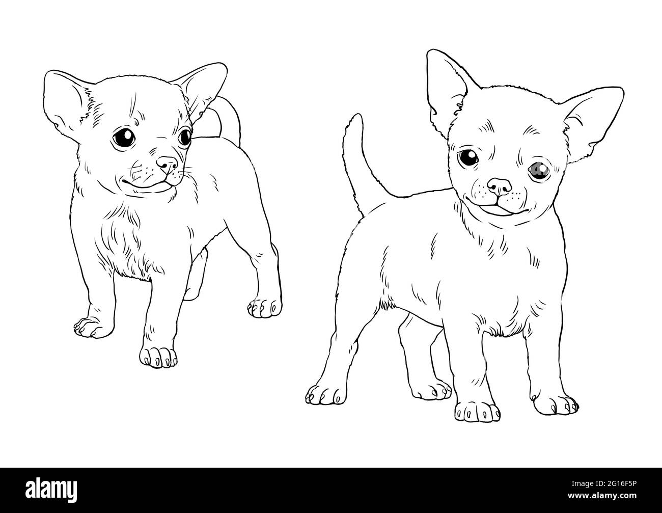 Chiot Chihuahua. Chiens mignons chiots. Modèle de coloriage. Illustration numérique. Banque D'Images
