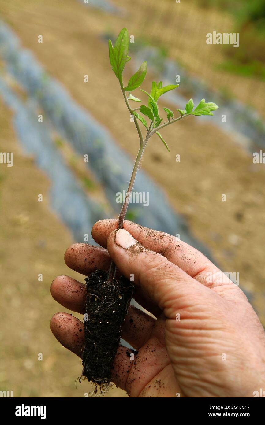 Plantation de plants de tomates dans le jardin de la cuisine. Banque D'Images