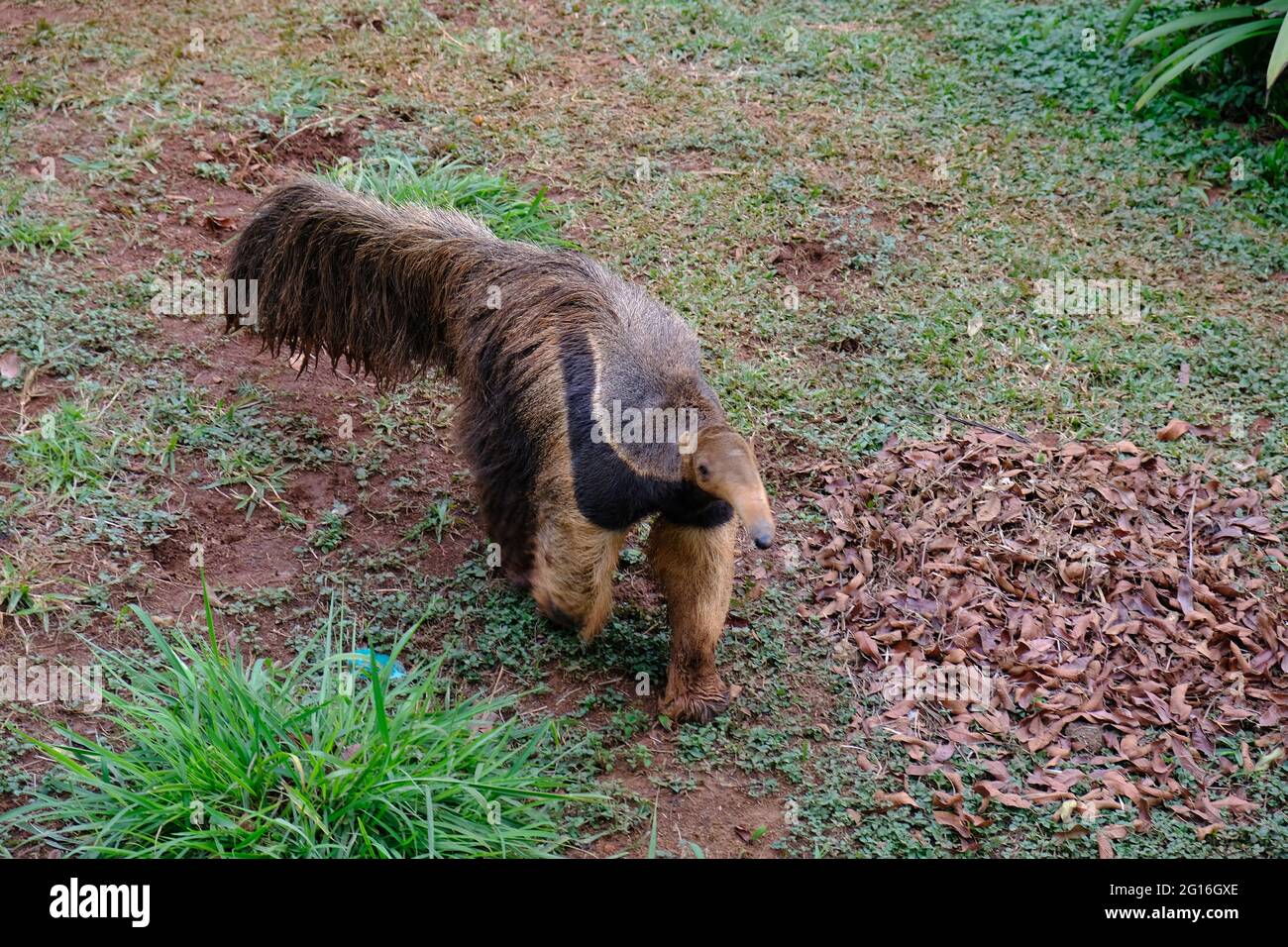 Brésil Sao Paulo - Sao Paulo Zoo Anteater au zoo - fourmis ours Banque D'Images