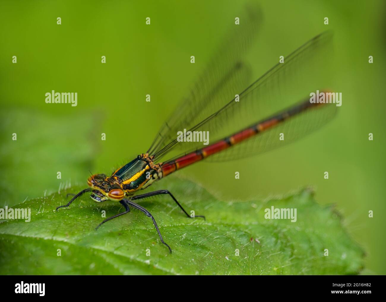 Pyrrrhosoma nymphula, grande mouche rouge sur la feuille, Royaume-Uni, ailes étirées. Faible profondeur de champ. Banque D'Images