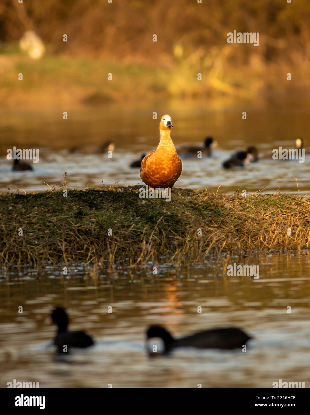 ruddy shelduck ou brahminy duck un oiseau de couleur orange dedans lumière de l'heure d'or dans la zone humide du parc national de keoladeo ou sanctuaire d'oiseaux de bharatpur rajasthan Banque D'Images